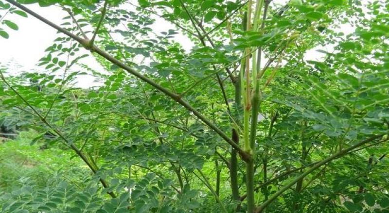 辣木种子林木种籽国产散装四季多年生景观绿化工程观叶种孑