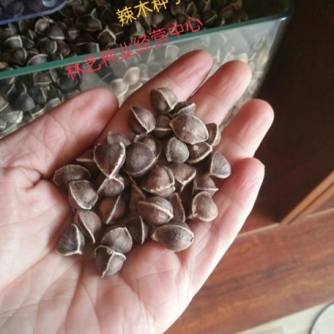 辣木种子林木种籽国产散装四季多年生景观绿化工程观叶种孑