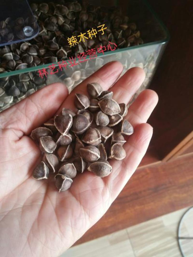 辣木种子林木种籽国产散装四季多年生景观绿化工程观叶种孑