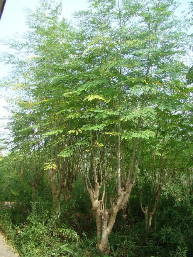辣木种子林木种籽国产散装四季多年生景观绿化工程观叶种孑