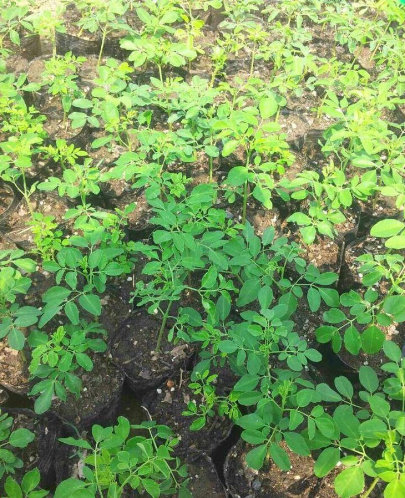 辣木种子林木种籽国产散装四季多年生景观绿化工程观叶种孑