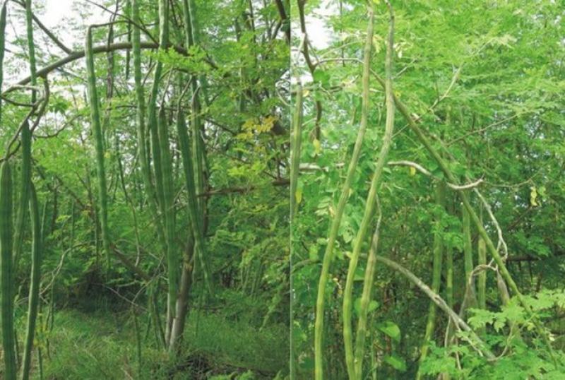 辣木种子林木种籽国产散装四季多年生景观绿化工程观叶种孑