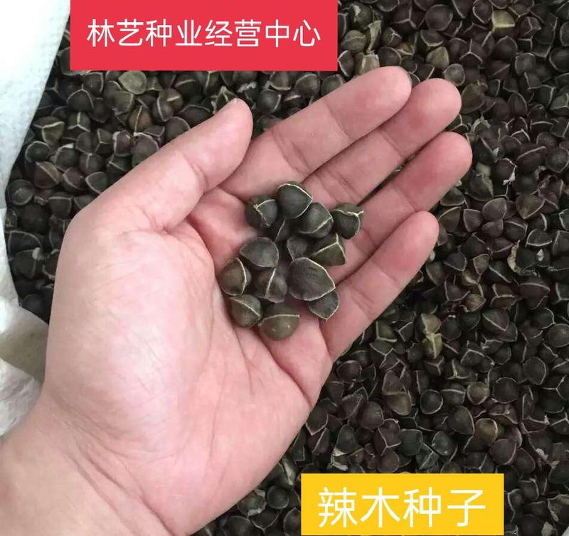 辣木种子林木种籽国产散装四季多年生景观绿化工程观叶种孑