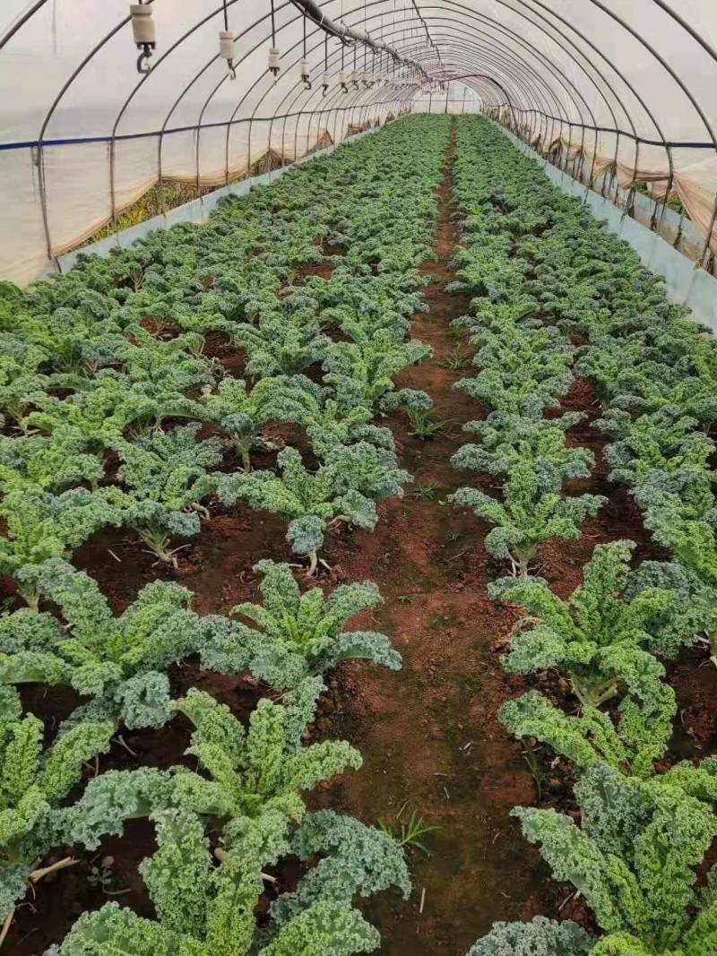羽衣甘蓝基地直供，常年价