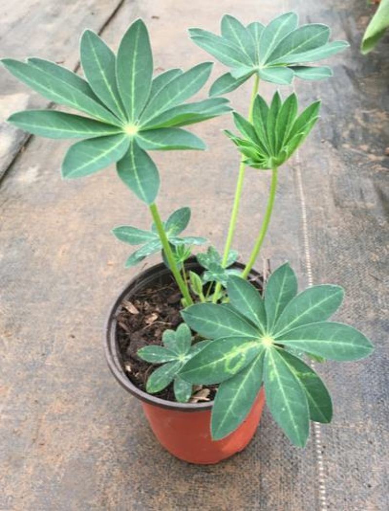 鲁冰花盆栽带花鲁冰花盆栽花苗带花羽扇豆室内阳台客厅耐寒