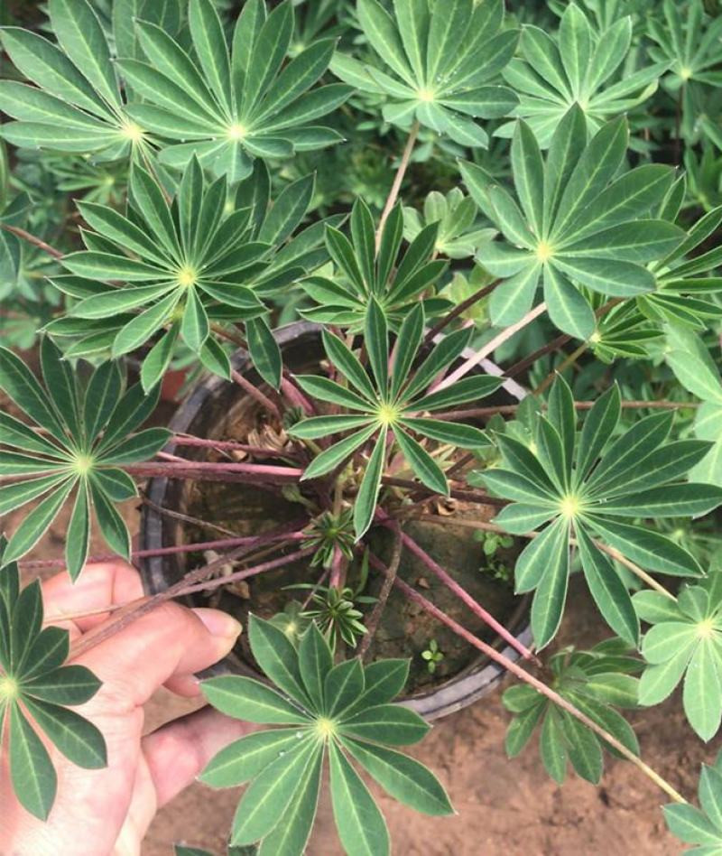 鲁冰花盆栽带花鲁冰花盆栽花苗带花羽扇豆室内阳台客厅耐寒