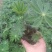 鲁冰花盆栽带花鲁冰花盆栽花苗带花羽扇豆室内阳台客厅耐寒