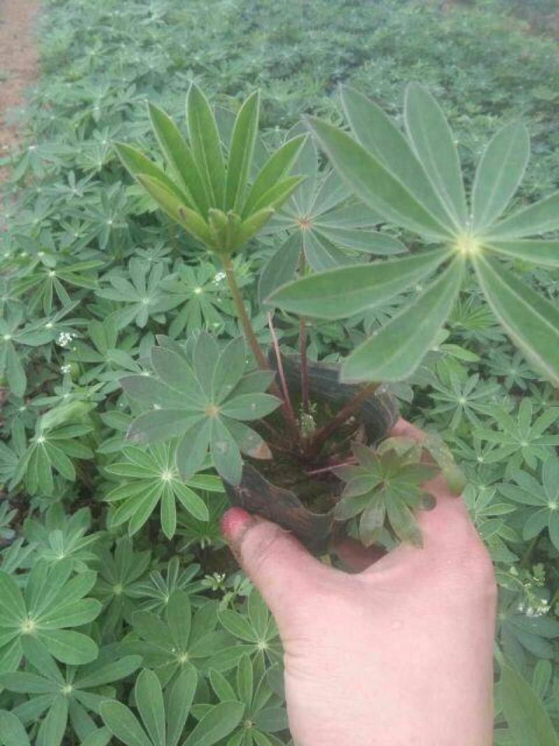 鲁冰花盆栽带花鲁冰花盆栽花苗带花羽扇豆室内阳台客厅耐寒
