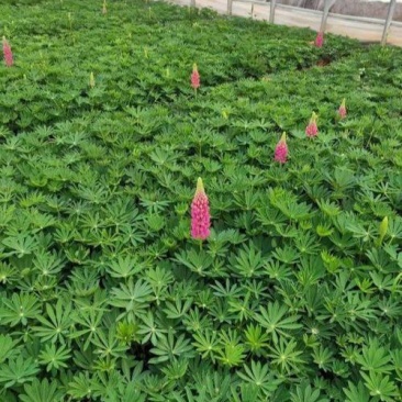 鲁冰花盆栽带花鲁冰花盆栽花苗带花羽扇豆室内阳台客厅耐寒