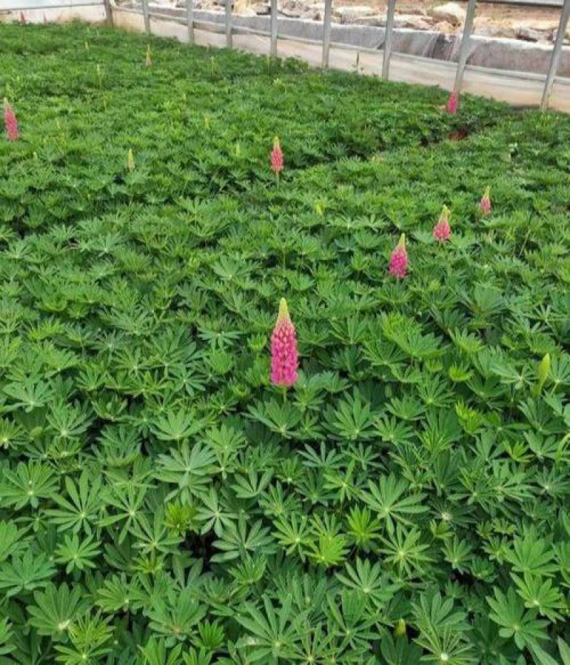 鲁冰花盆栽带花鲁冰花盆栽花苗带花羽扇豆室内阳台客厅耐寒