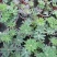 鲁冰花盆栽带花鲁冰花盆栽花苗带花羽扇豆室内阳台客厅耐寒