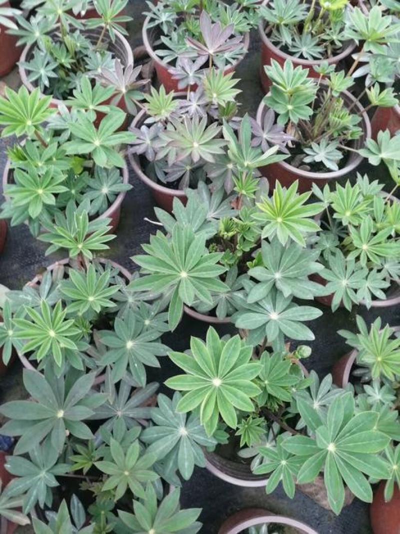 鲁冰花盆栽带花鲁冰花盆栽花苗带花羽扇豆室内阳台客厅耐寒