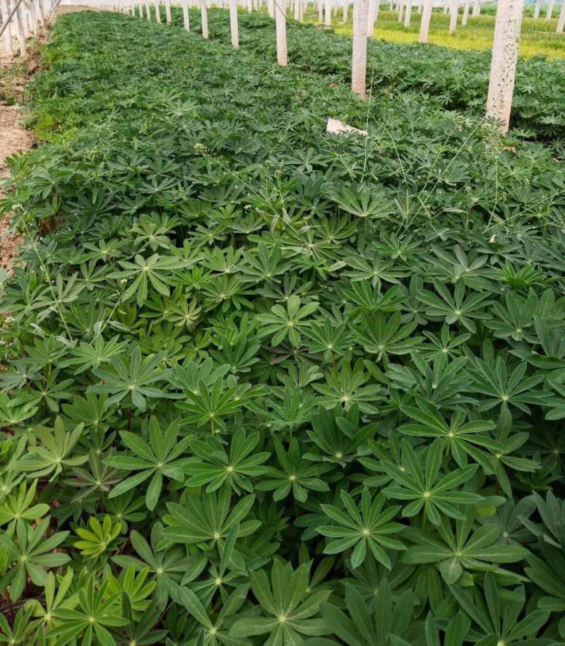 鲁冰花盆栽带花鲁冰花盆栽花苗带花羽扇豆室内阳台客厅耐寒