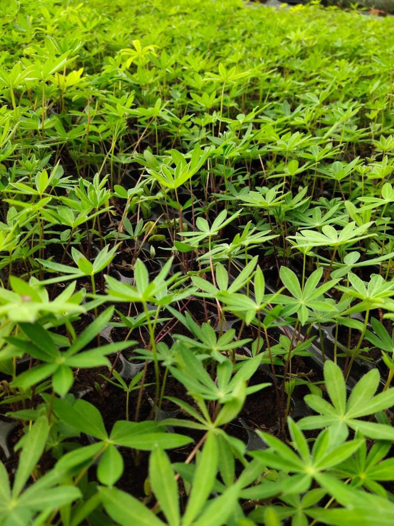 鲁冰花盆栽带花鲁冰花盆栽花苗带花羽扇豆室内阳台客厅耐寒