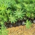 鲁冰花盆栽带花鲁冰花盆栽花苗带花羽扇豆室内阳台客厅耐寒