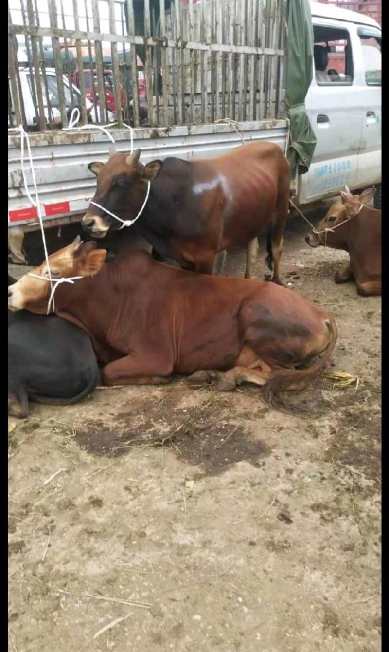 西门塔尔牛土黄牛安克斯利木赞夏洛来