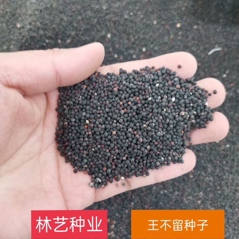 王不留种子观果种籽国产散装四季多年生庭院观叶种孑
