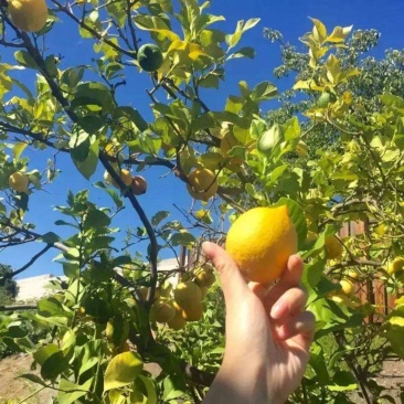 散装柠檬种子水果香水柠檬树种子青柠檬黄柠檬种子果树种子