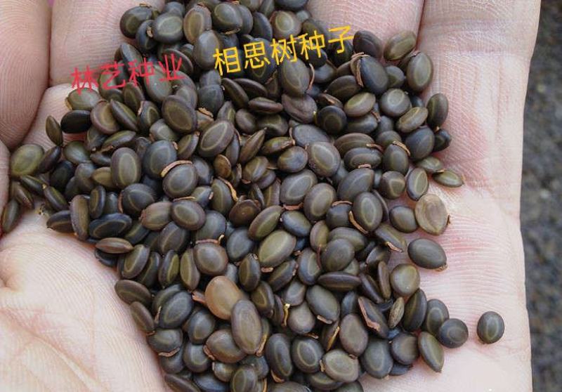 新采相思树种子台湾相思树绿化行道林木苗木植物树种子