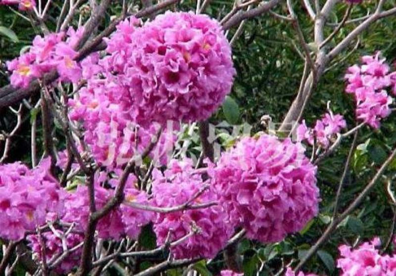 绿化林木树种籽黄花风铃木种子红花风铃木种子风景树绿化苗木