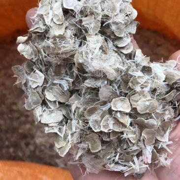 绿化林木树种籽黄花风铃木种子红花风铃木种子风景树绿化苗木