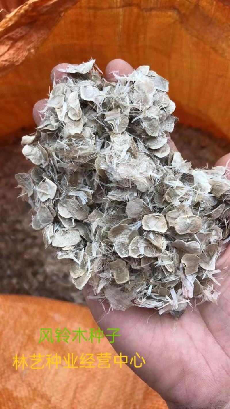 绿化林木树种籽黄花风铃木种子红花风铃木种子风景树绿化苗木