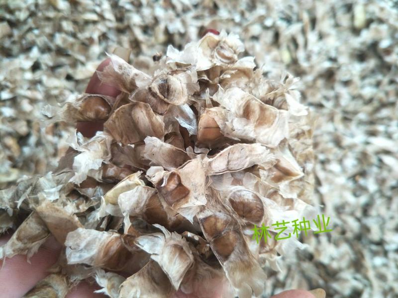绿化林木树种籽黄花风铃木种子红花风铃木种子风景树绿化苗木