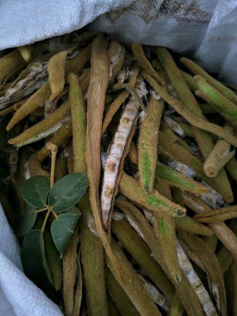 绿化林木树种籽黄花风铃木种子红花风铃木种子风景树绿化苗木