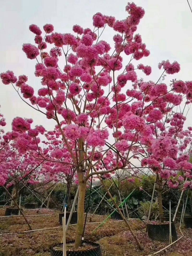 绿化林木树种籽黄花风铃木种子红花风铃木种子风景树绿化苗木