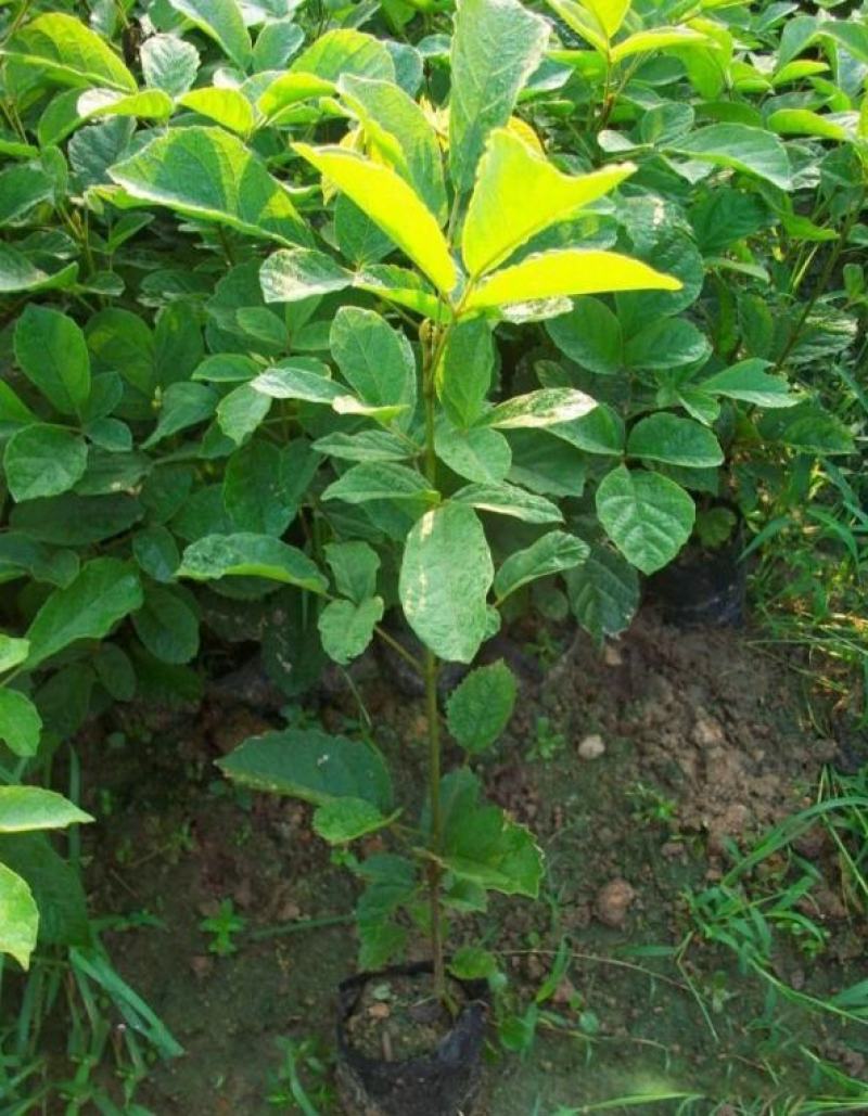 绿化林木树种籽黄花风铃木种子红花风铃木种子风景树绿化苗木