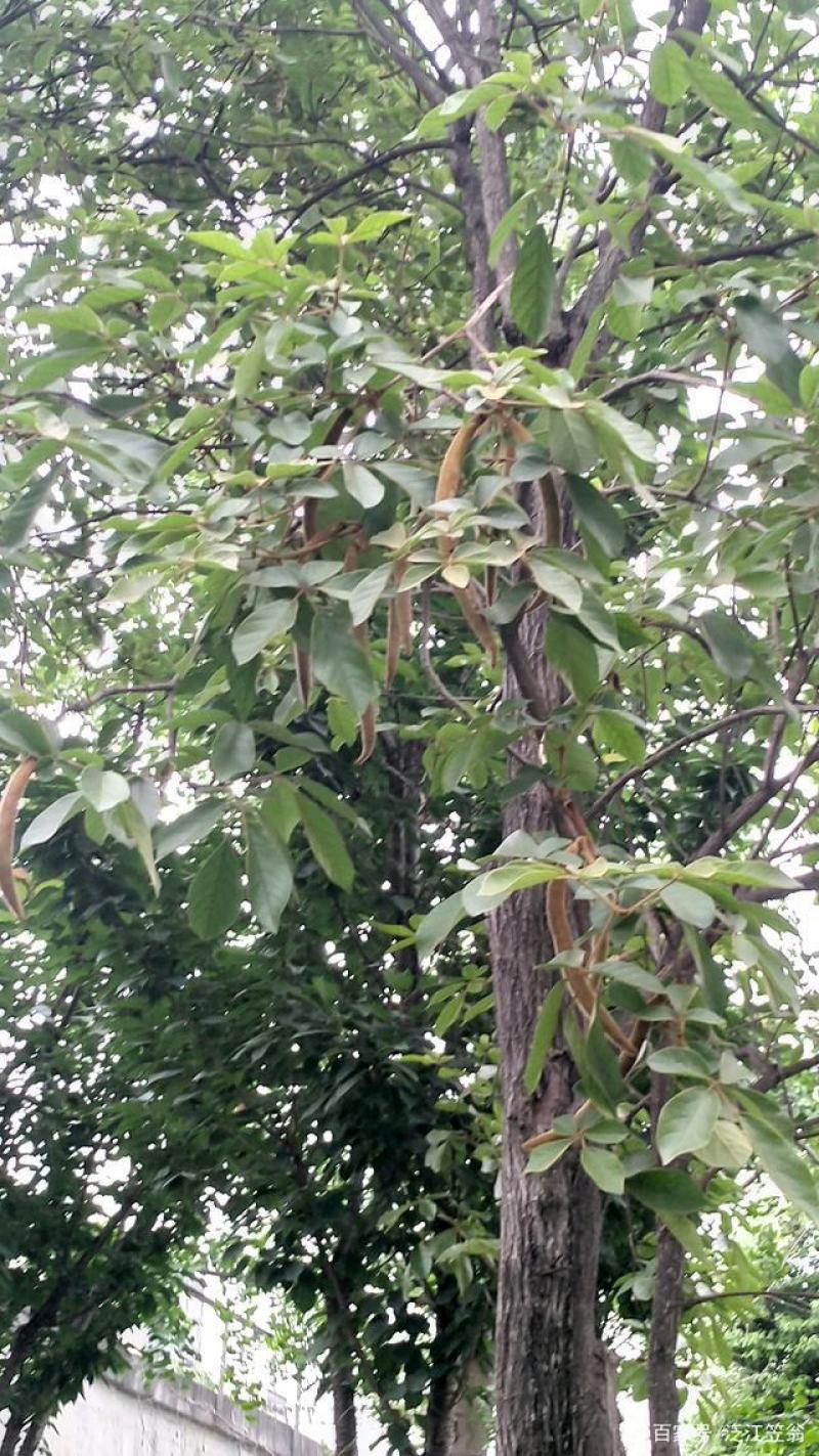 绿化林木树种籽黄花风铃木种子红花风铃木种子风景树绿化苗木