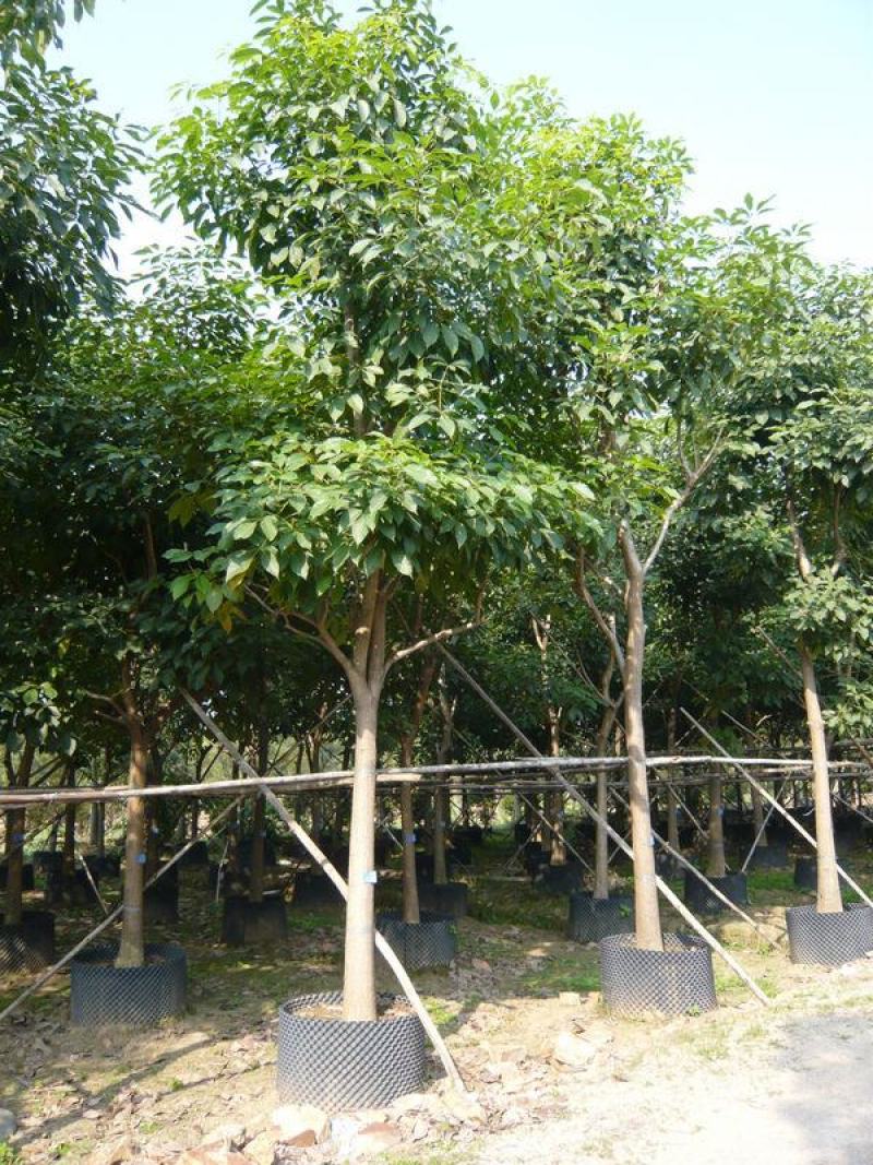 绿化林木树种籽黄花风铃木种子红花风铃木种子风景树绿化苗木