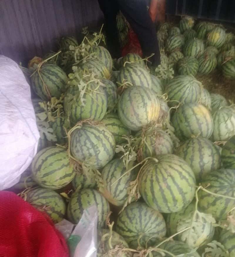 山东嘉祥县仲山镇狼山沙窝西瓜大量上市