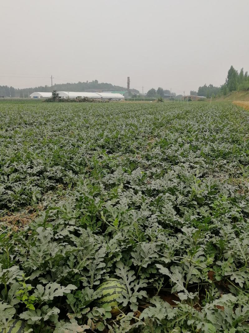 山东嘉祥县仲山镇狼山沙窝西瓜大量上市