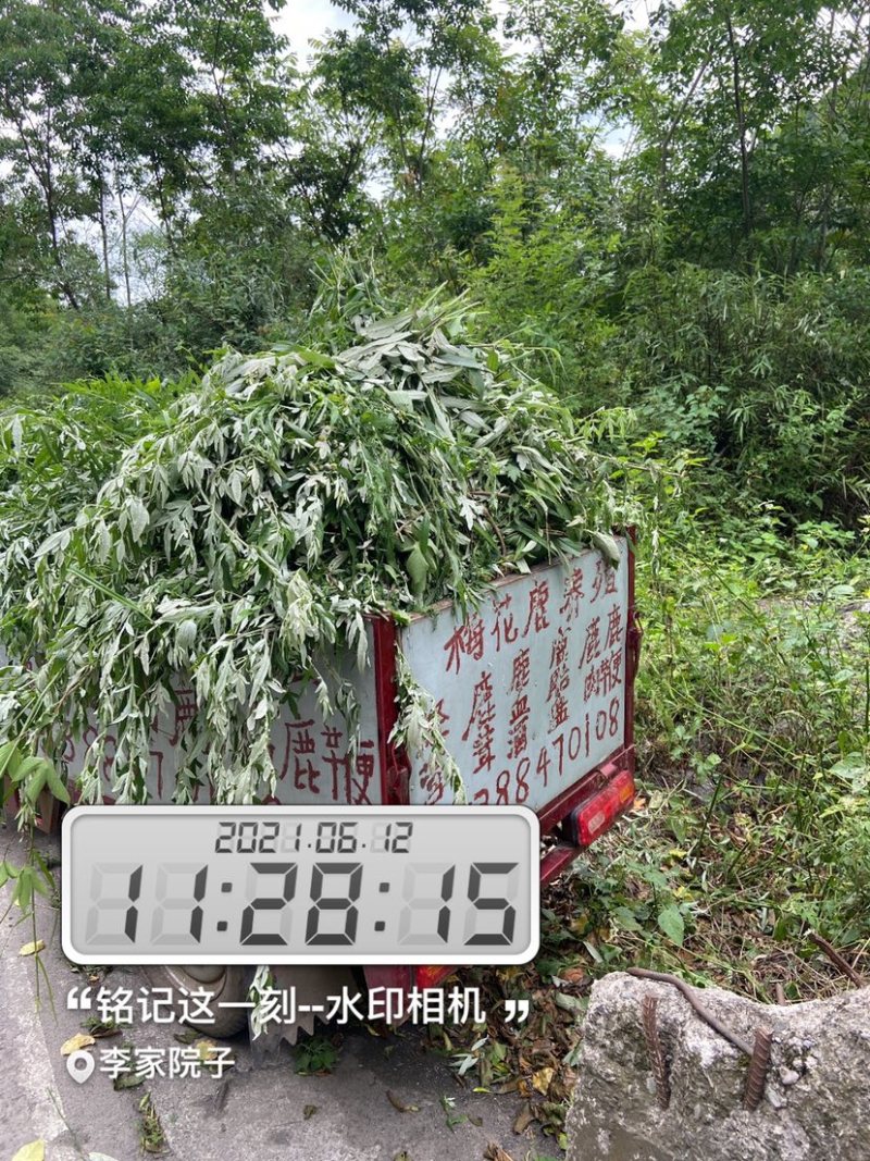 【精品】正宗梅花鹿鹿茸厂地发货一手货源量大从优