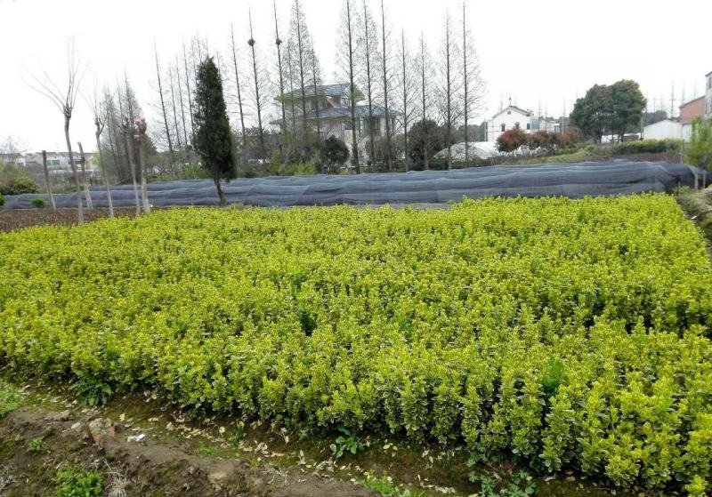 金边黄杨树苗庭院校园花坛绿化小苗四季常青园林大叶绿篱苗木