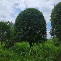 假植苗桂花，断根桂花树。桂花树直供一手货