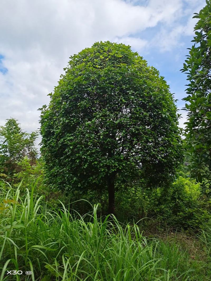 假植苗桂花，断根桂花树。桂花树直供一手货