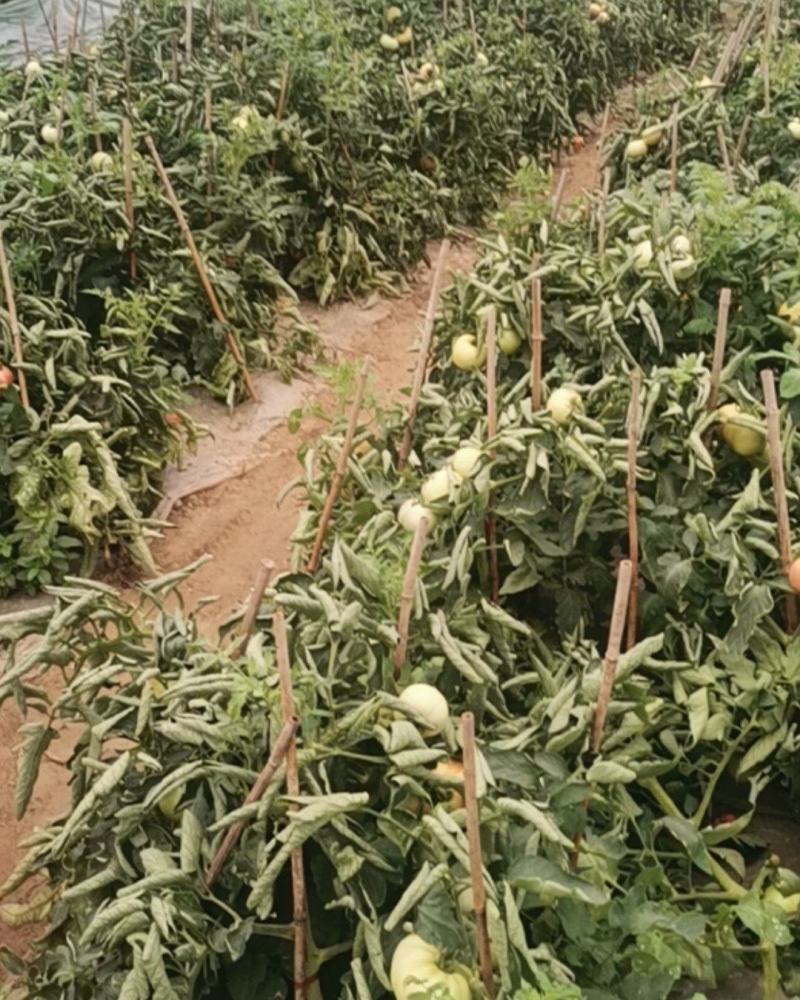 精品硬粉西红柿种植基地