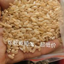 长粒香糙米