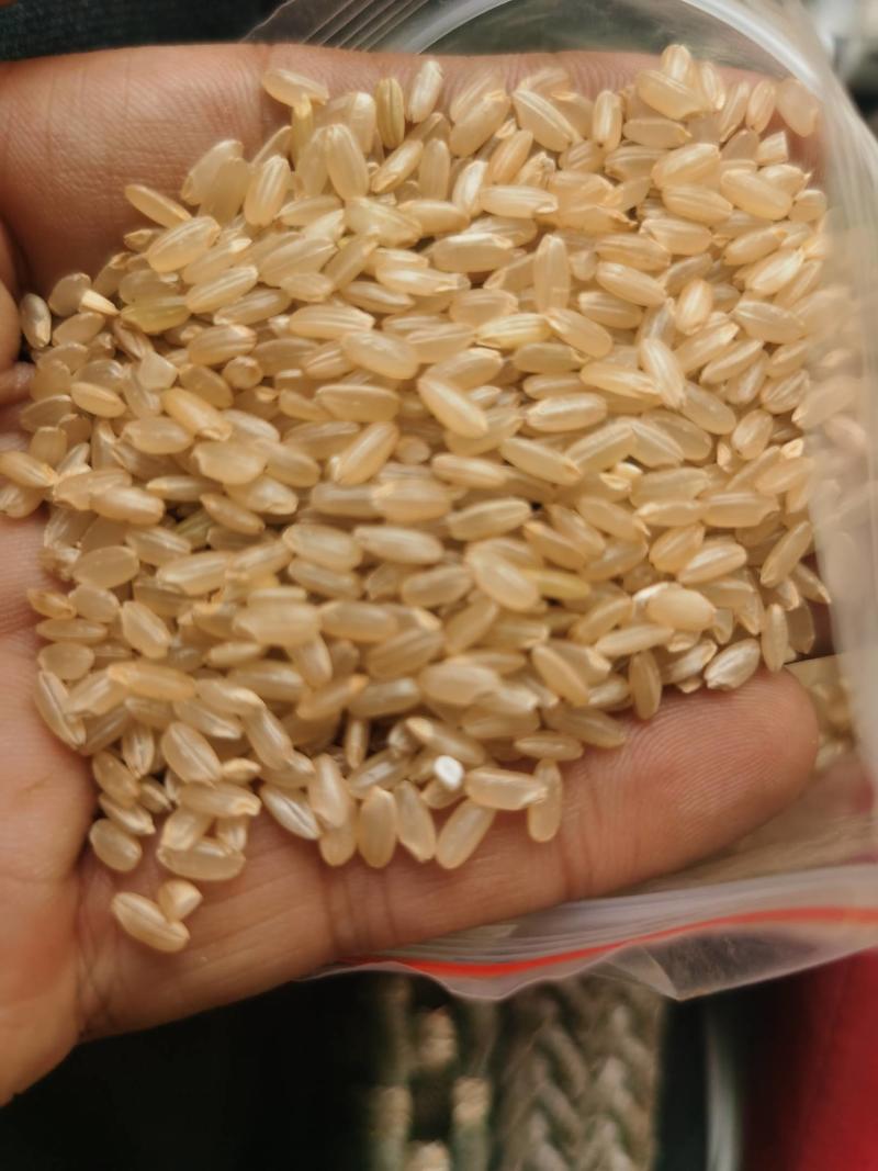 长粒香糙米