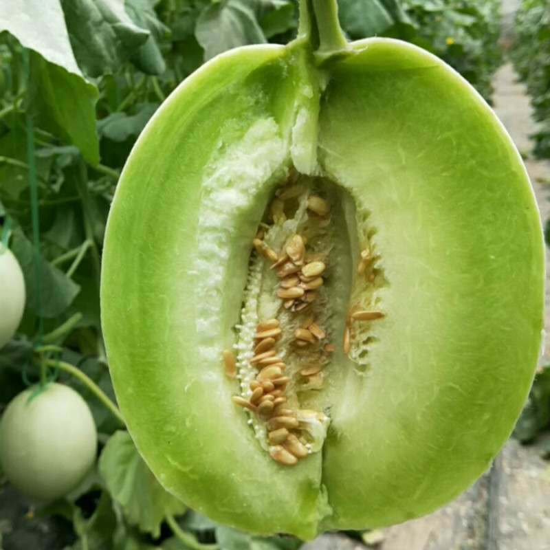 现摘爆甜玉菇蜜瓜甜瓜玉茹香瓜新鲜孕妇水果