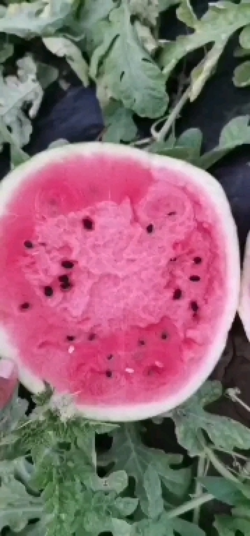 西瓜