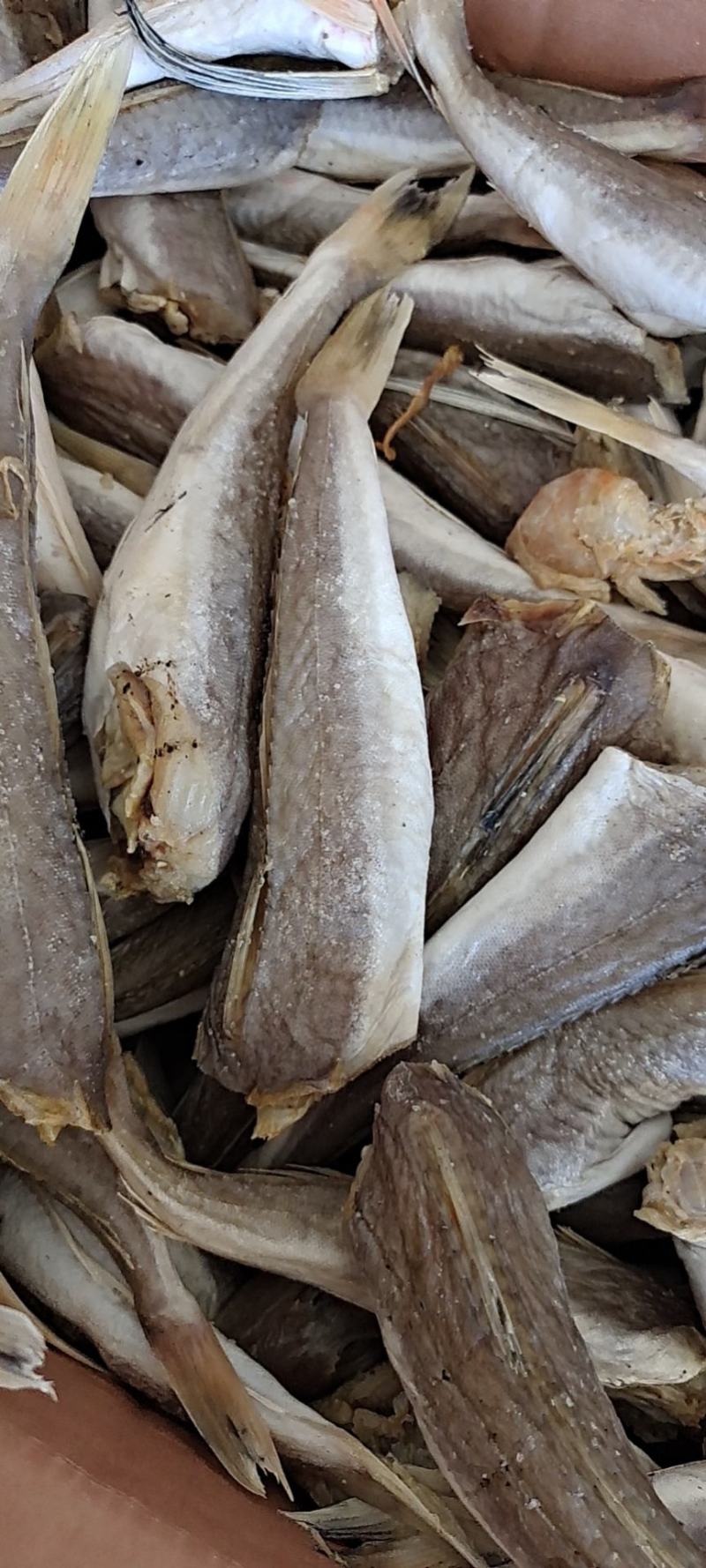 皮棍鱼，一款咸鱼，没有任何乱刺，质量保证，净13斤