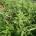 黄精苗基地直发(滇黄精，多花黄精种苗)现挖现卖，保证质