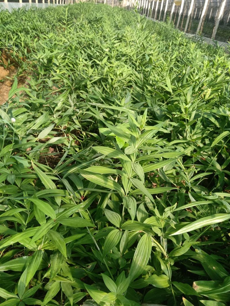 黄精苗基地直发(滇黄精，多花黄精种苗)现挖现卖，保证质
