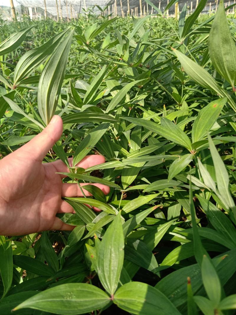 黄精苗基地直发(滇黄精，多花黄精种苗)现挖现卖，保证质