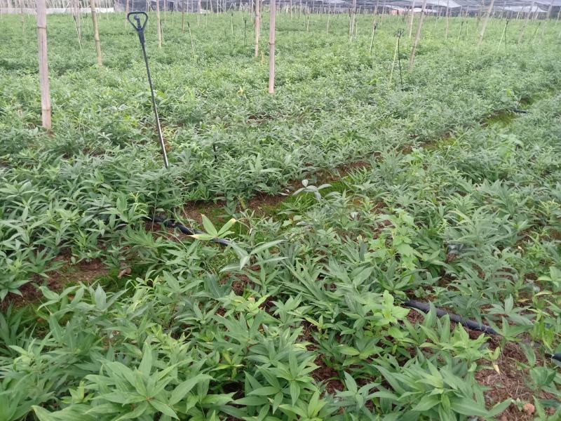 黄精苗基地直发(滇黄精，多花黄精种苗)现挖现卖，保证质