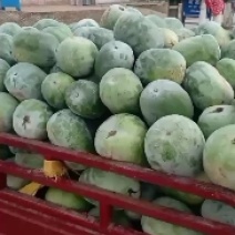河北衡水宝华疏菜市场万亩冬瓜大量上市了