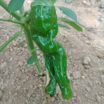 精品皱皮